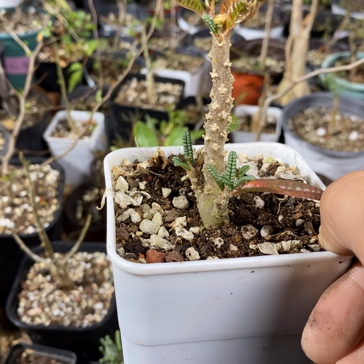 岙****泡泡液巨柳桑蚕丝连衣裙