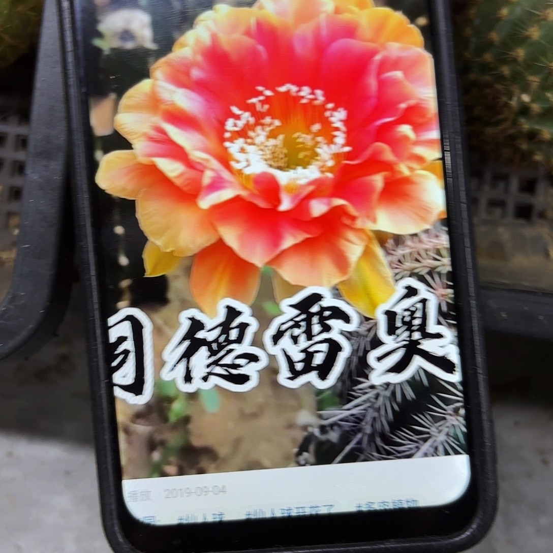 同德雷哦侧牙20包邮仙人球18