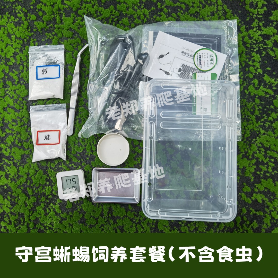 守宫蜥蜴饲养基础套餐（不含食虫）