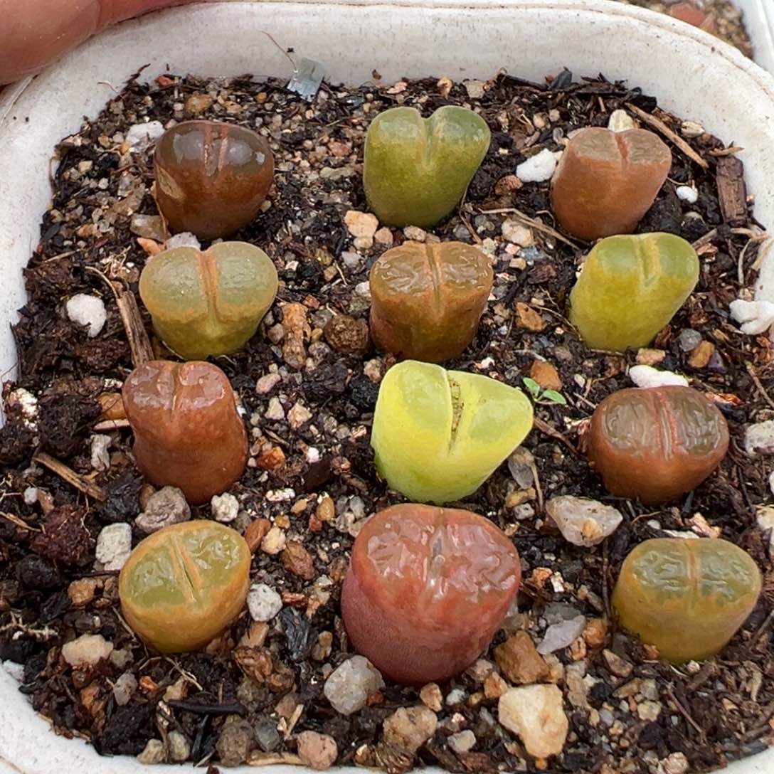 2.13好看的多肉307