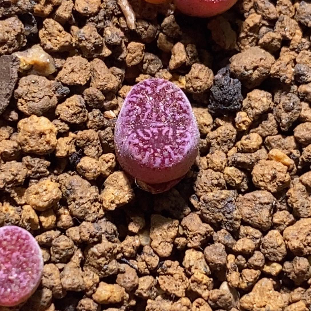 马克李子马克李子马克李子