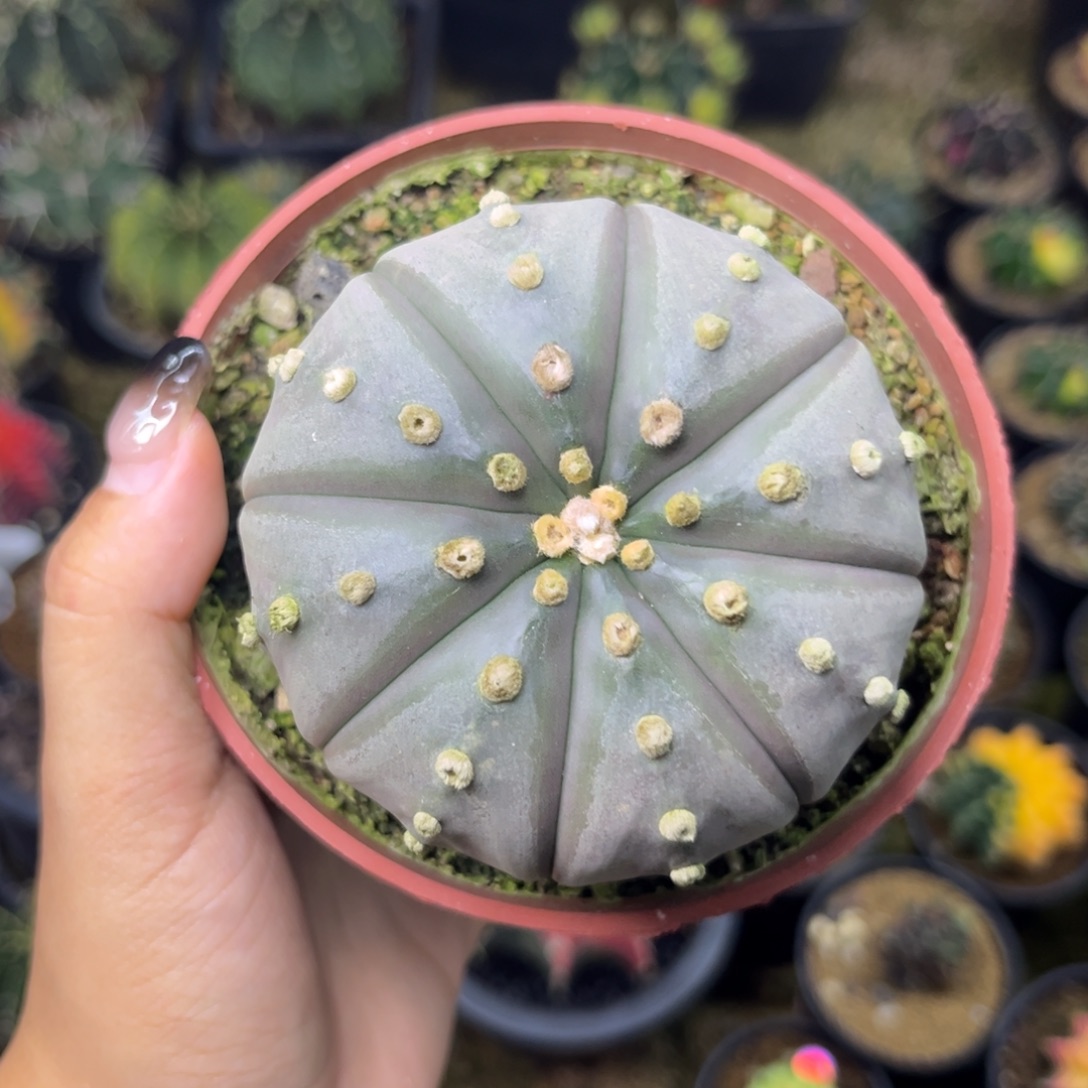 L***L带盆土发货00000 