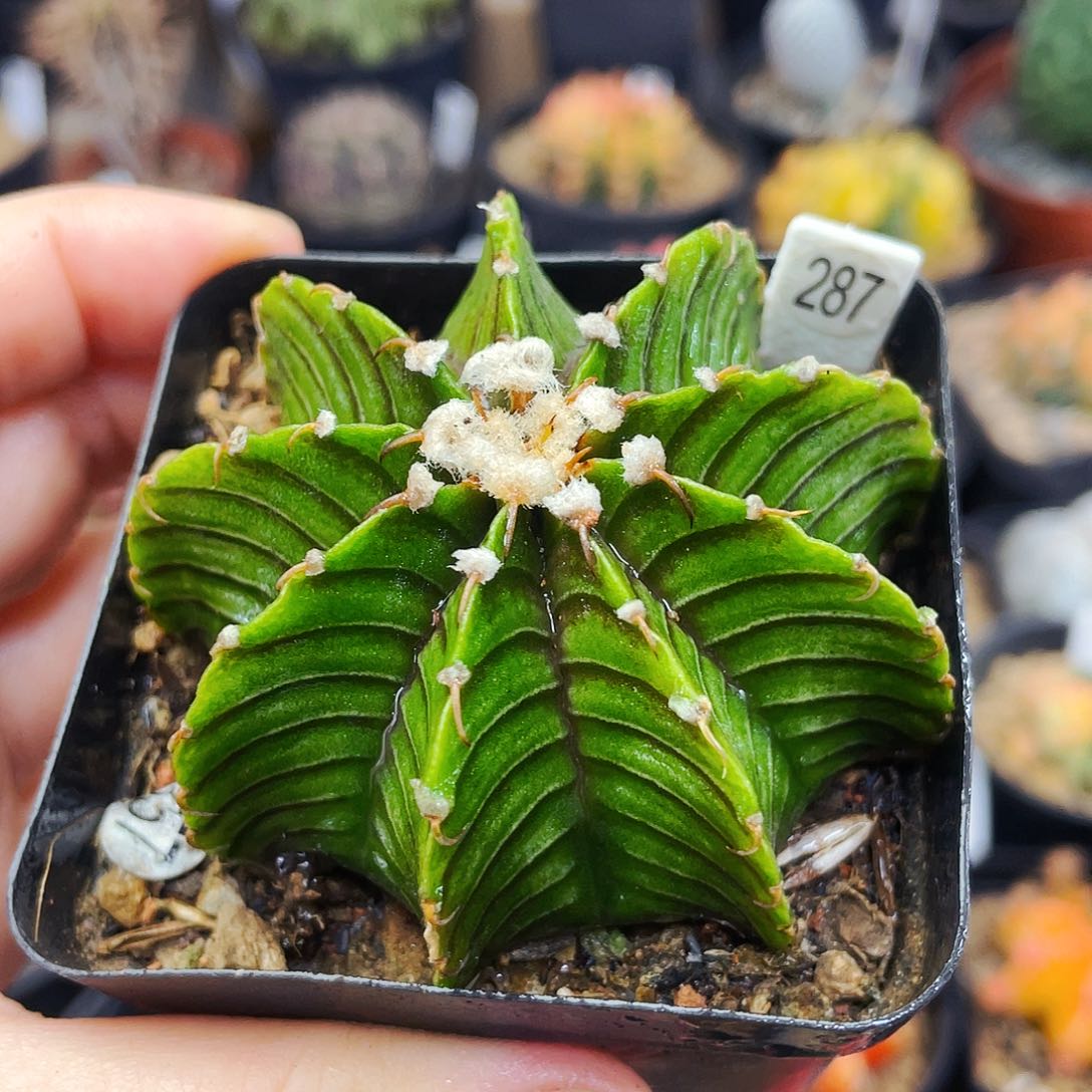 非偏远地区满25包邮仙人球