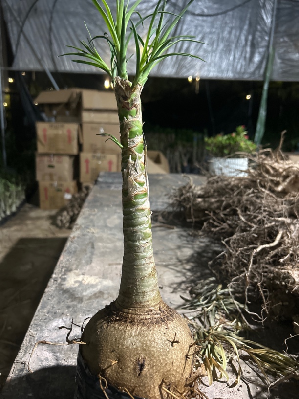 10-12公分酒瓶兰清仓