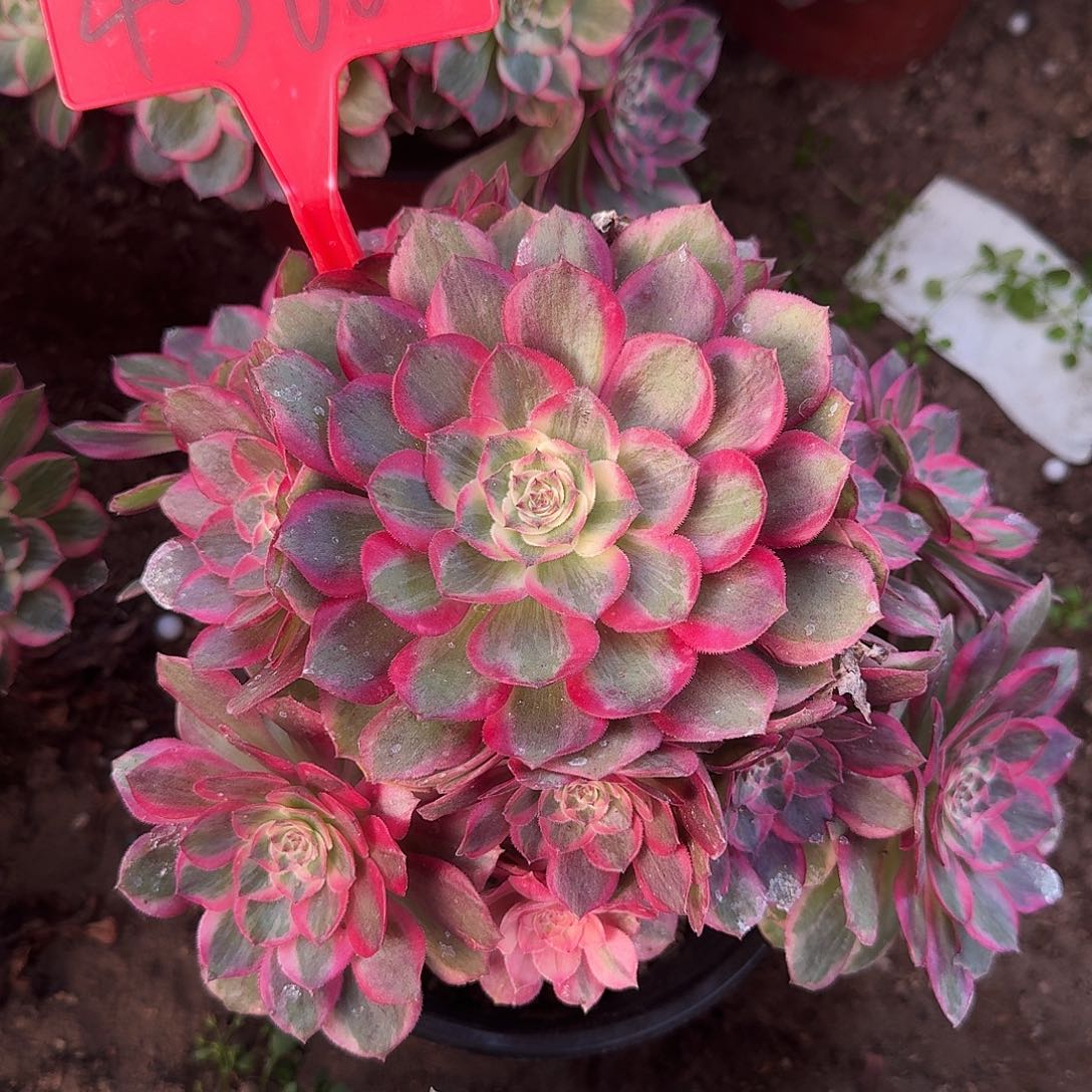 4560云荷多肉法师