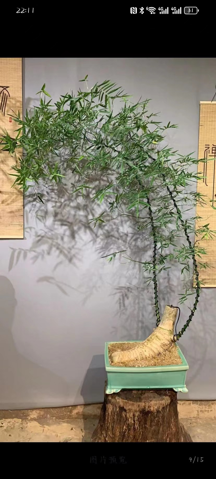 小叶簕竹室内桌面绿植花卉易活好养客厅懒人盆栽