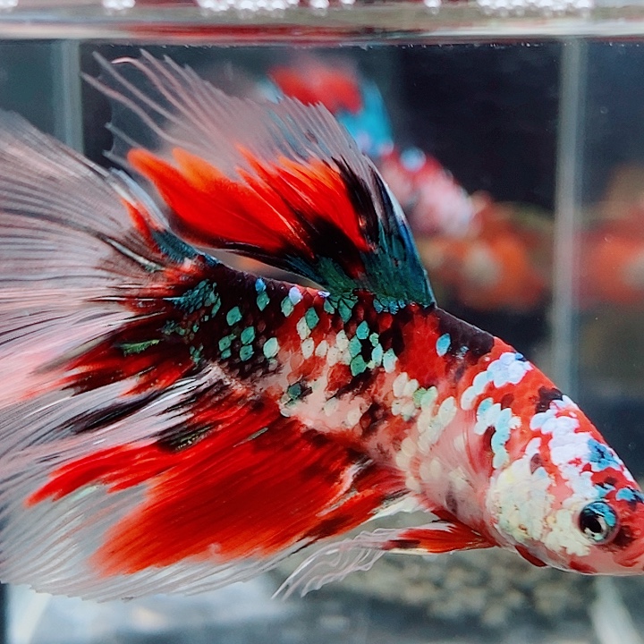 斗鱼黑157号巨斗半月