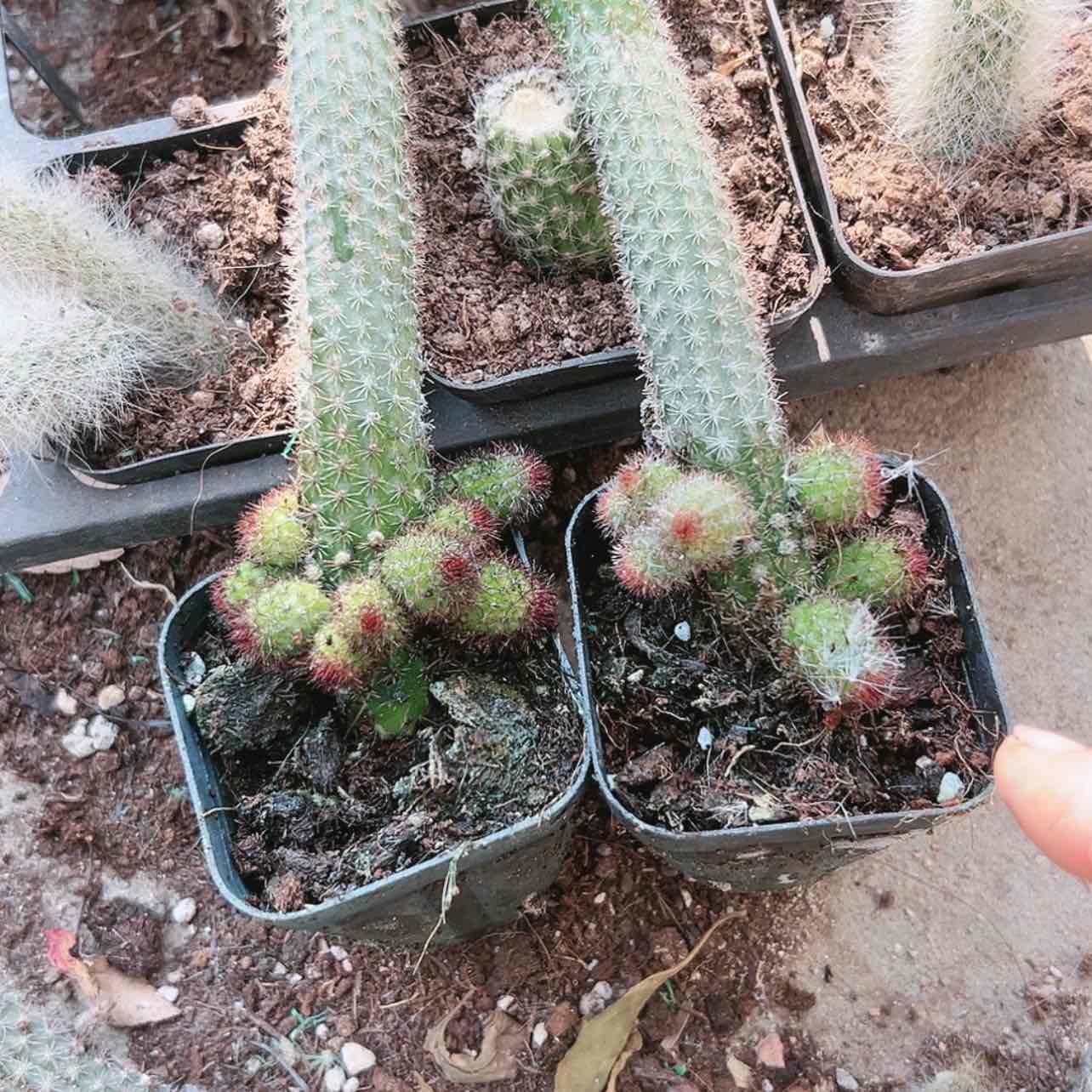 【闪购商品】多仔金妞偏远不拍