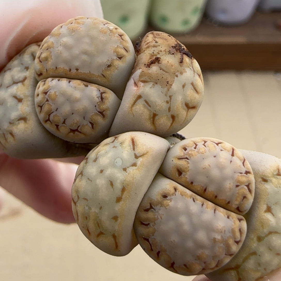 3.25。324饼干。5001