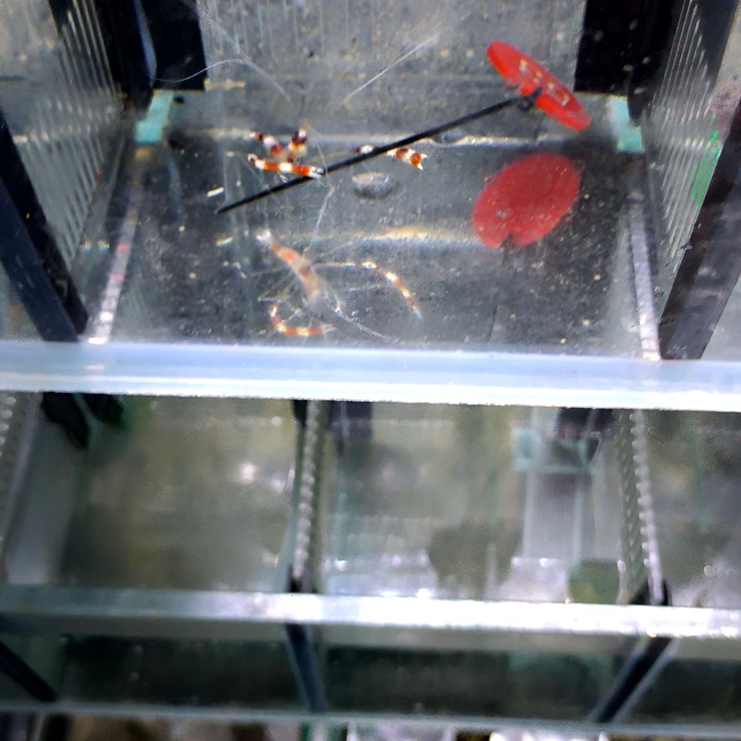 海水鱼美人虾128-58