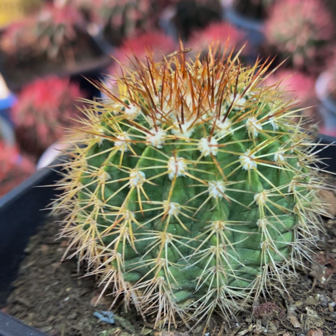 精品云系列（黄金云）福利