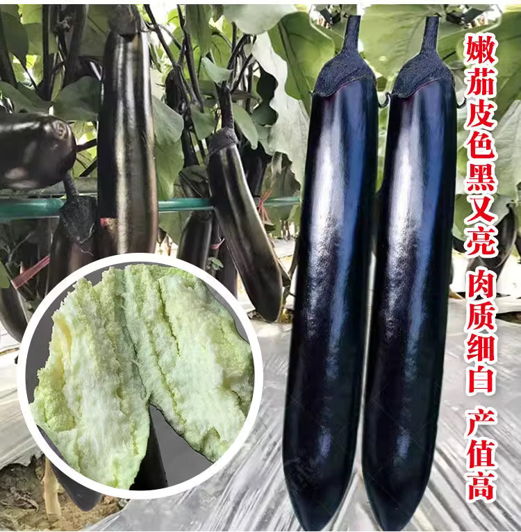 【全店满5包包邮】高产黑长茄种子蔬菜种子盆栽庭院春季秋季播种