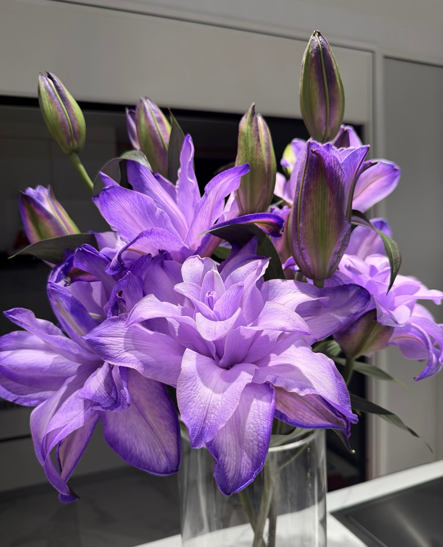 【紫霞仙子】多头重瓣百合 栀子柠檬清香 小清新 紫色百合  斗