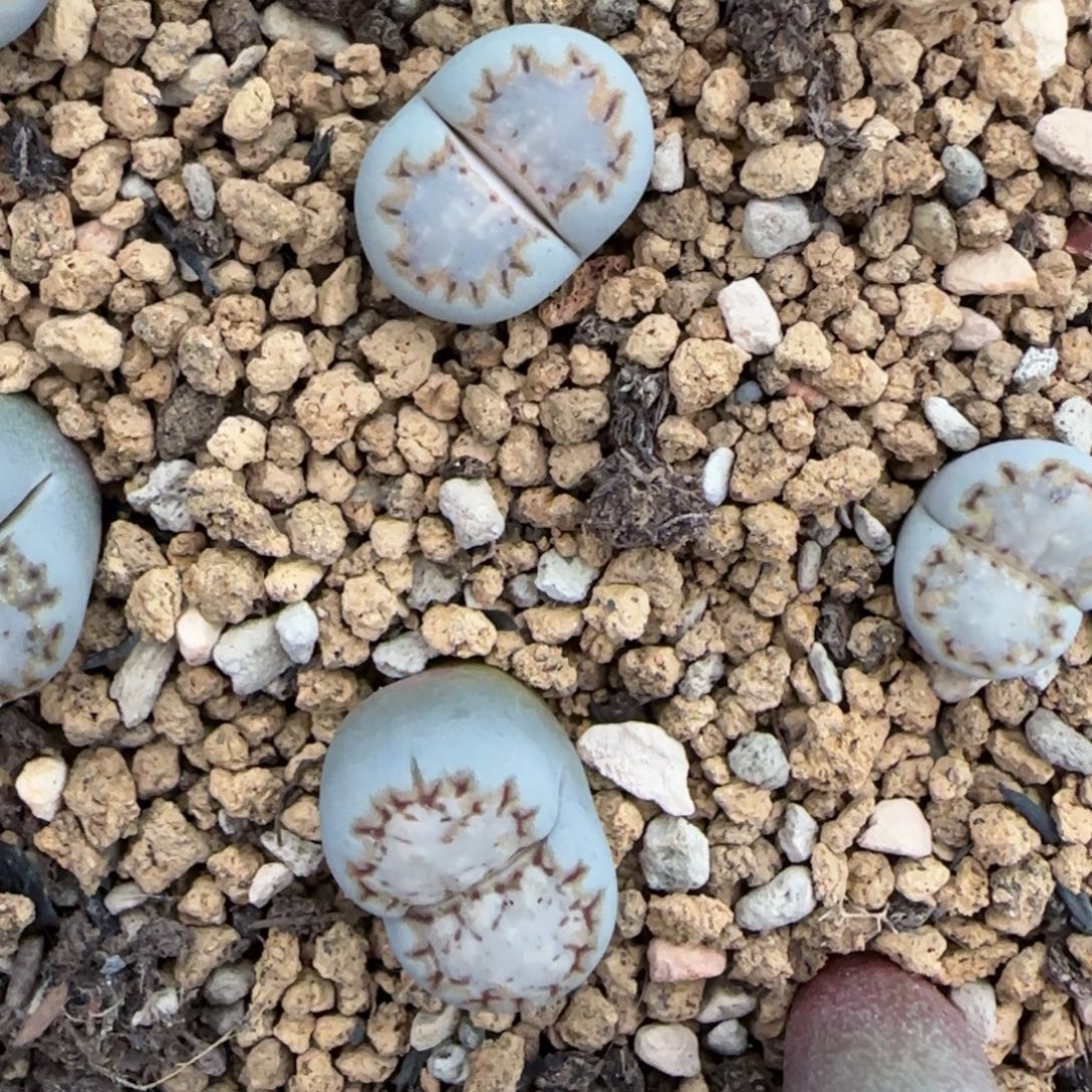 005饼干清框福利30包邮