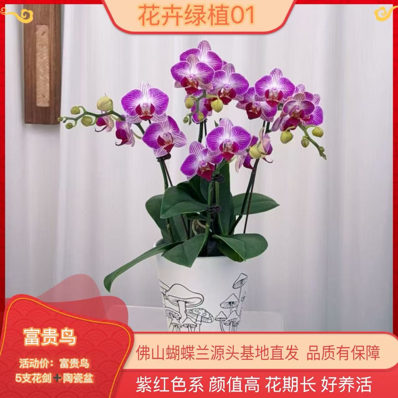 【富贵鸟01】高端精品蝴蝶兰室内盆栽