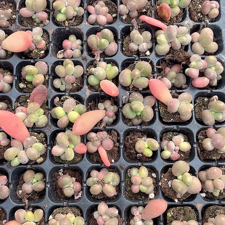 芒果奶随机发6.8元3颗满18包邮