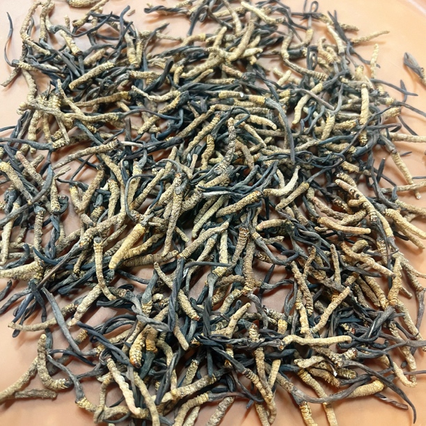 高海拔冬虫子草草自然 搭配干羊肚菌