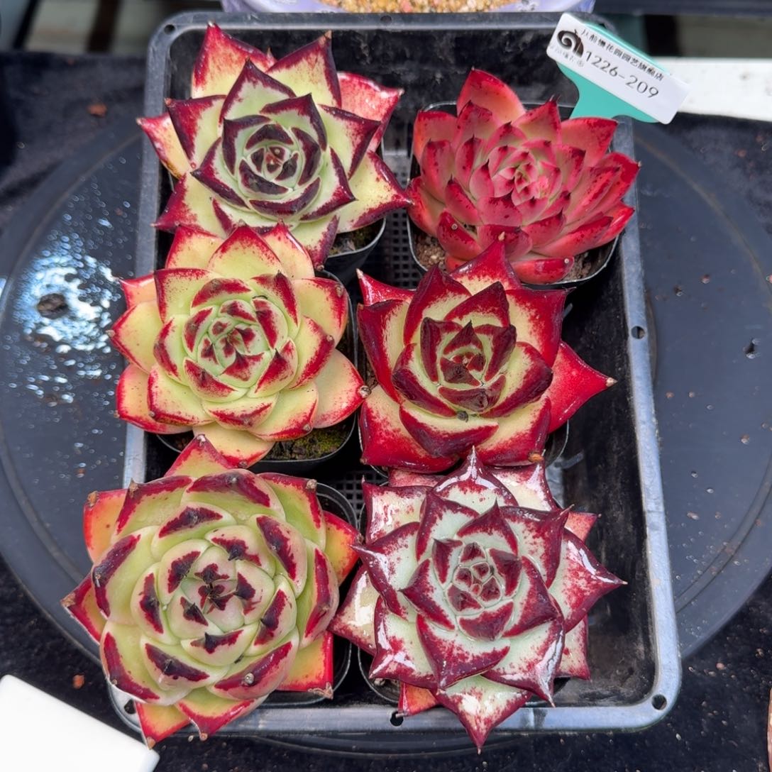 从前慢多肉精选编号1226.209