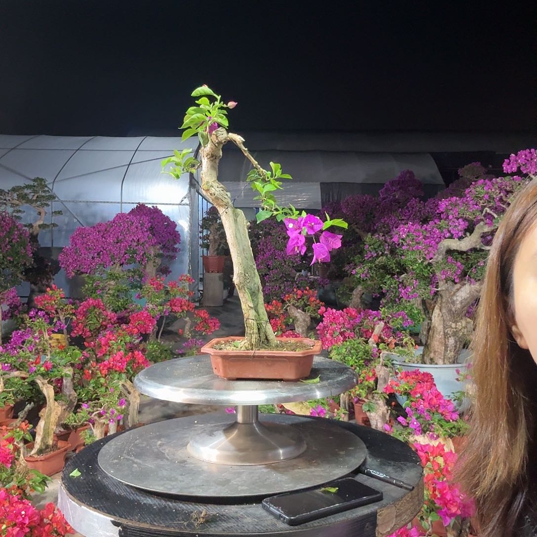 良***里无花朵小叶紫三角梅