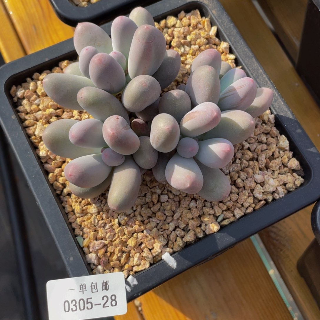 0305-28- 米可奶酪。。。。。