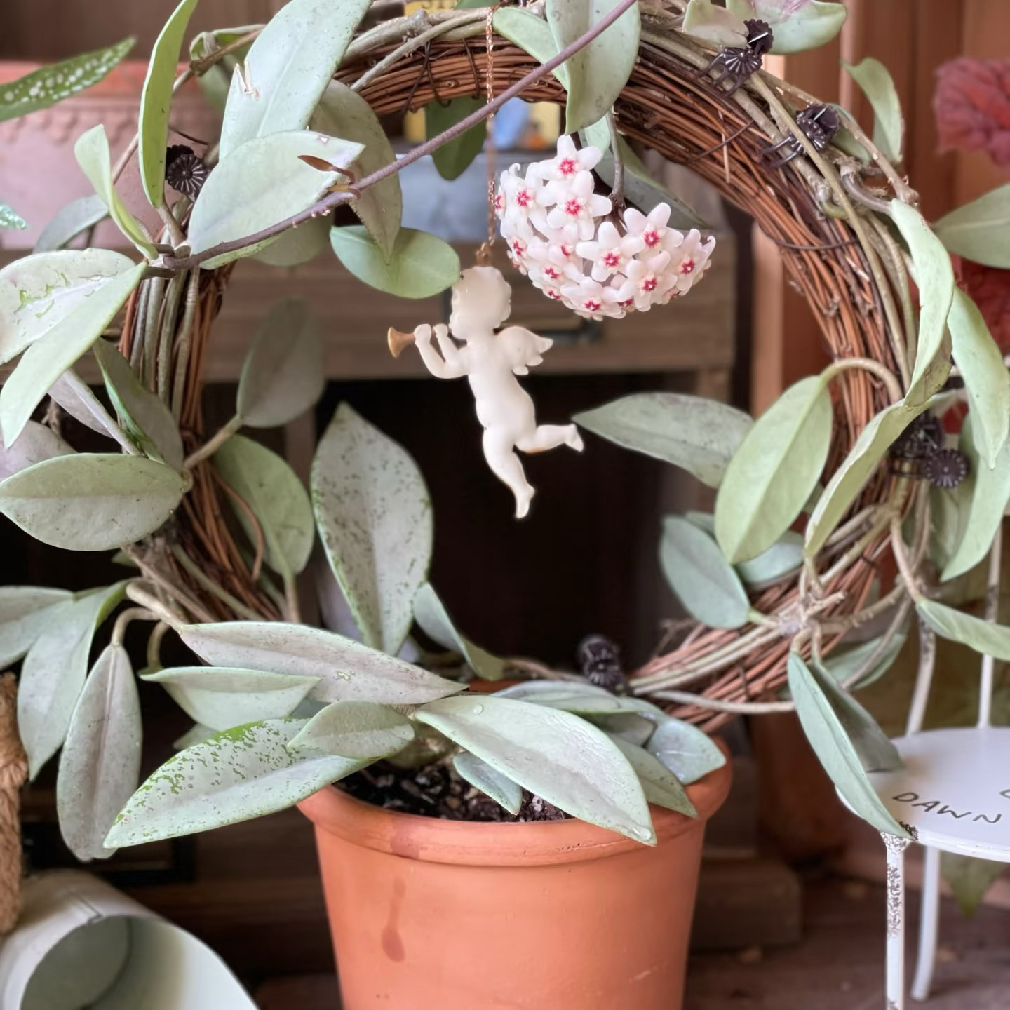 太行【银元】品种球兰养护简单叶片观赏性高