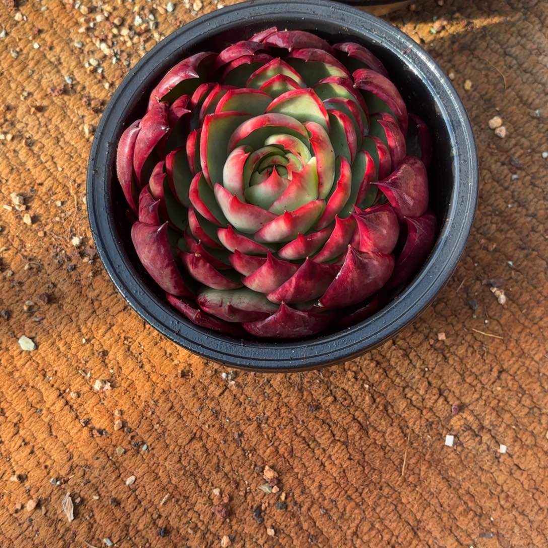 惊鸿仙子好看好看