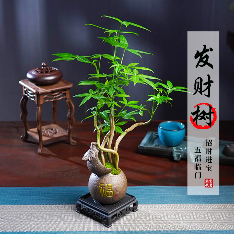 五福发财树盆栽室内绿植办公好养客厅四季常青懒人桌面景观绿植