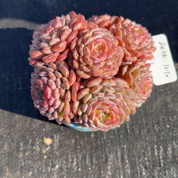 一物一拍精控白胖子81