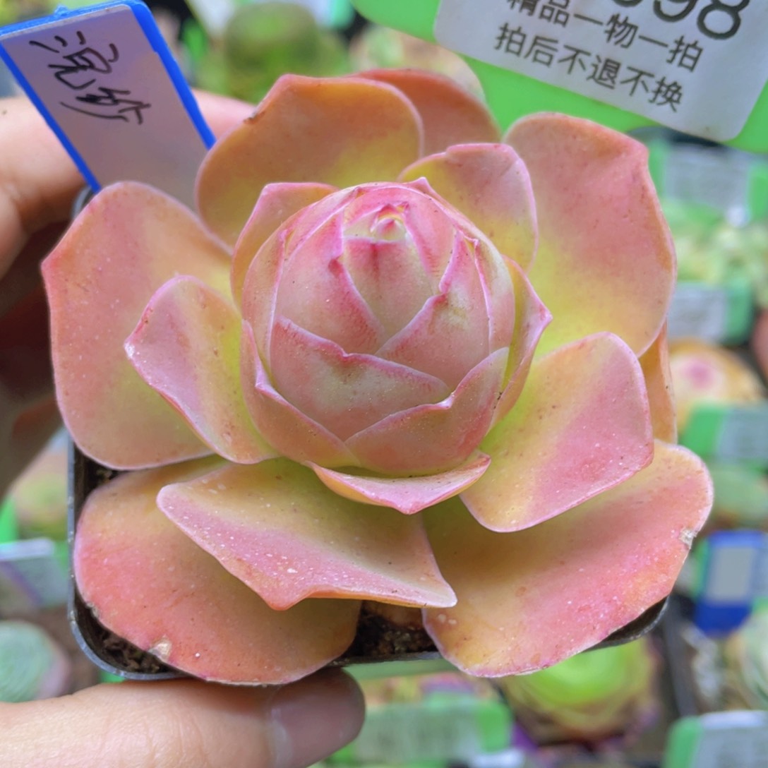 浣纱多肉J098一物一拍