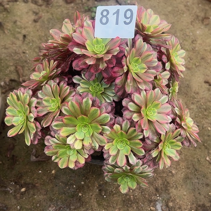 819祝融法师锦多肉