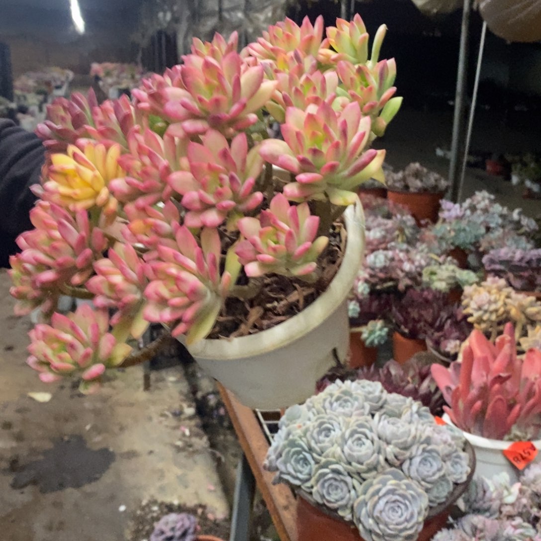 小叮当锦整桩无砍大盆