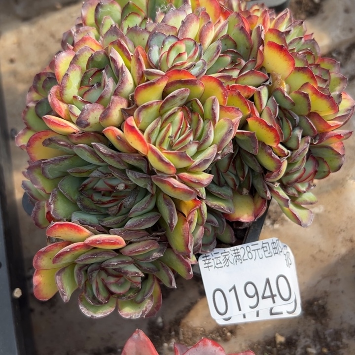 幸运儿的故事也幸运