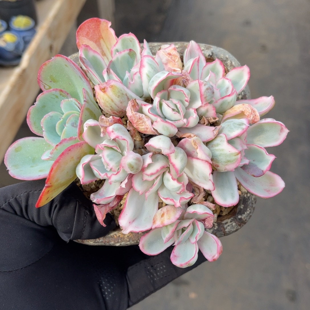 伯克利锦一物一拍