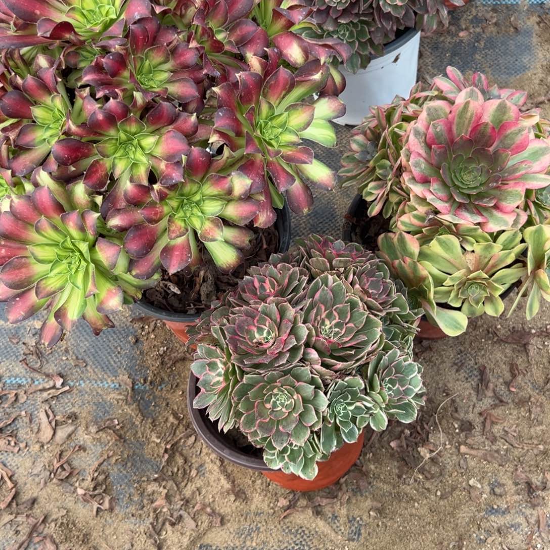 396三颗组合多肉植物法师