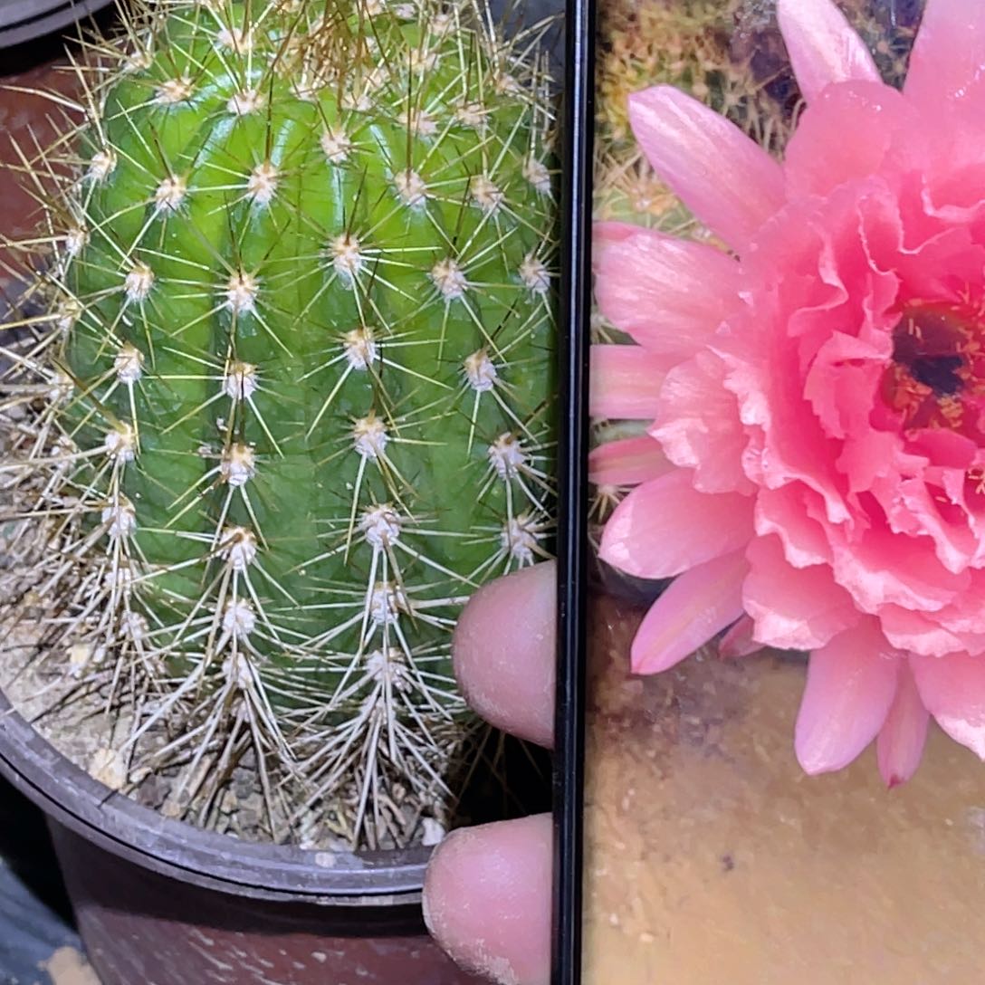 毛花柱 粉黛 带盆土发货