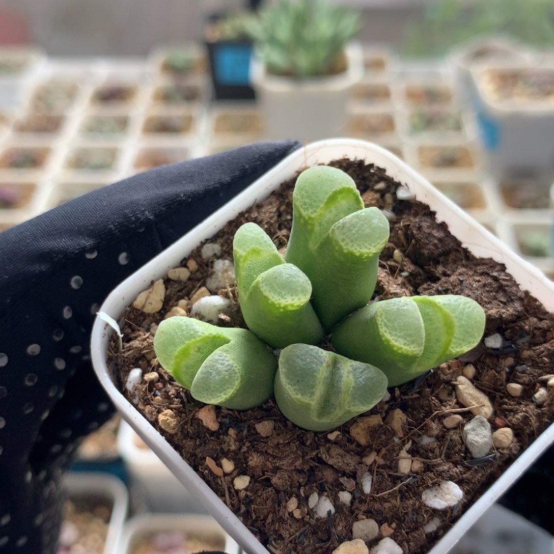 a252江南风铃母本