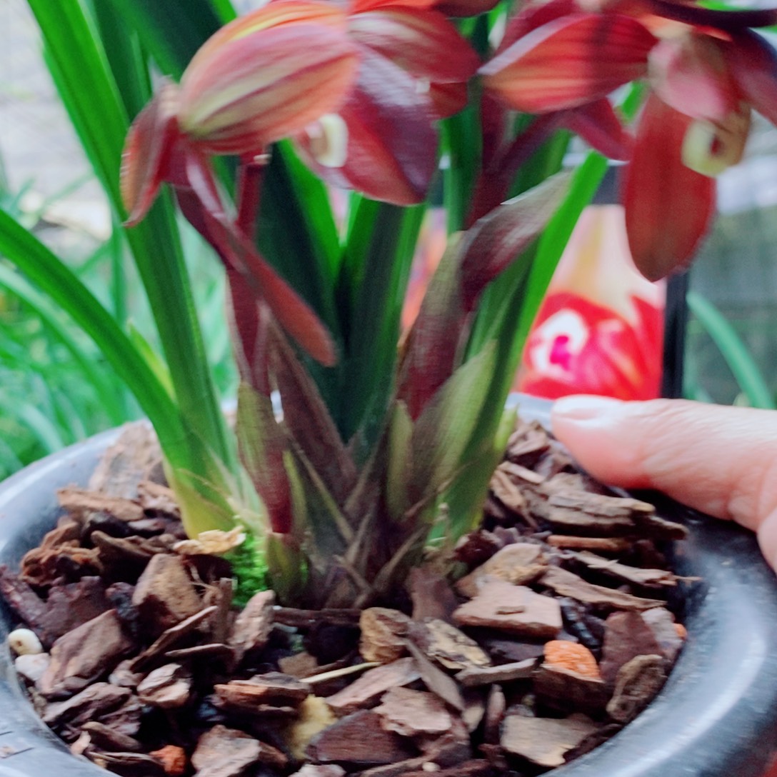 大部分花苞少量开放