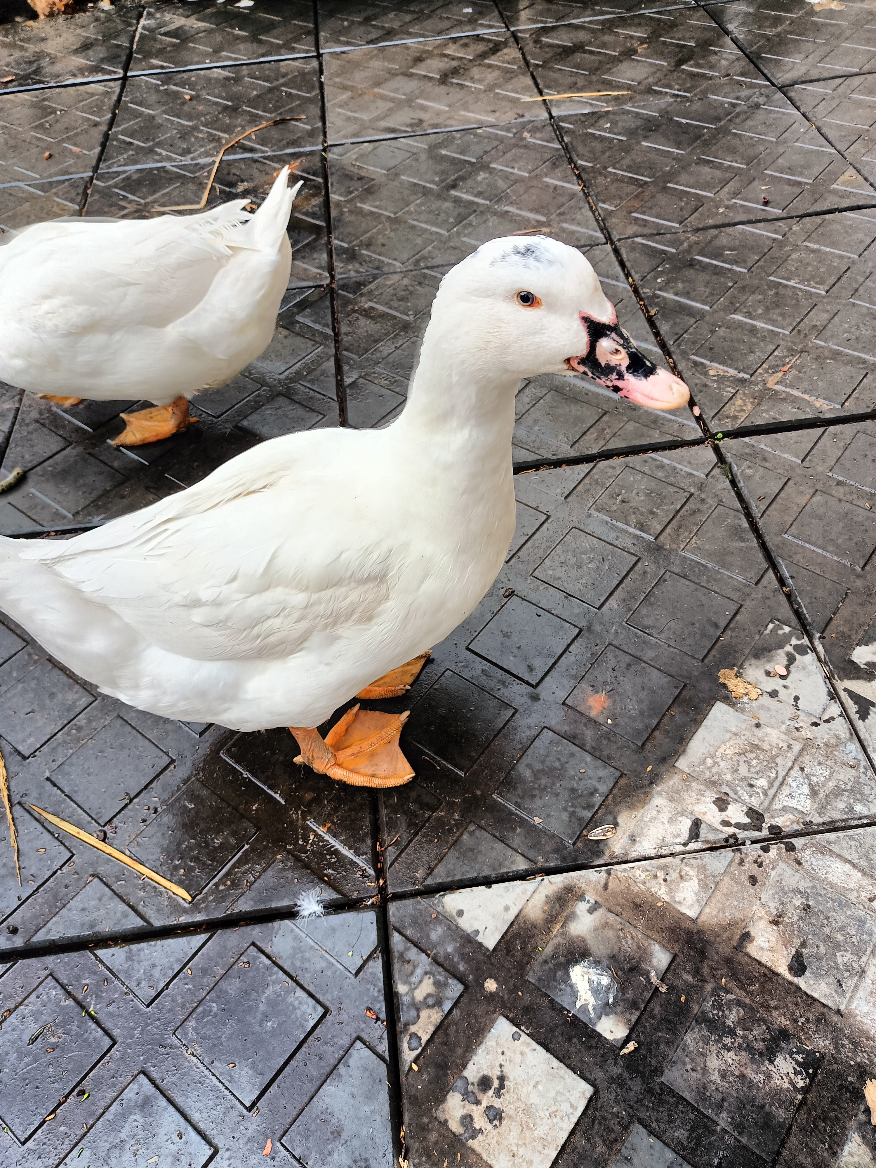 兴国乡村田野五谷杂粮纯喂养土鸭手工拨手顺丰包邮