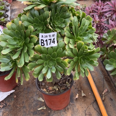 174原始绿不包断枝