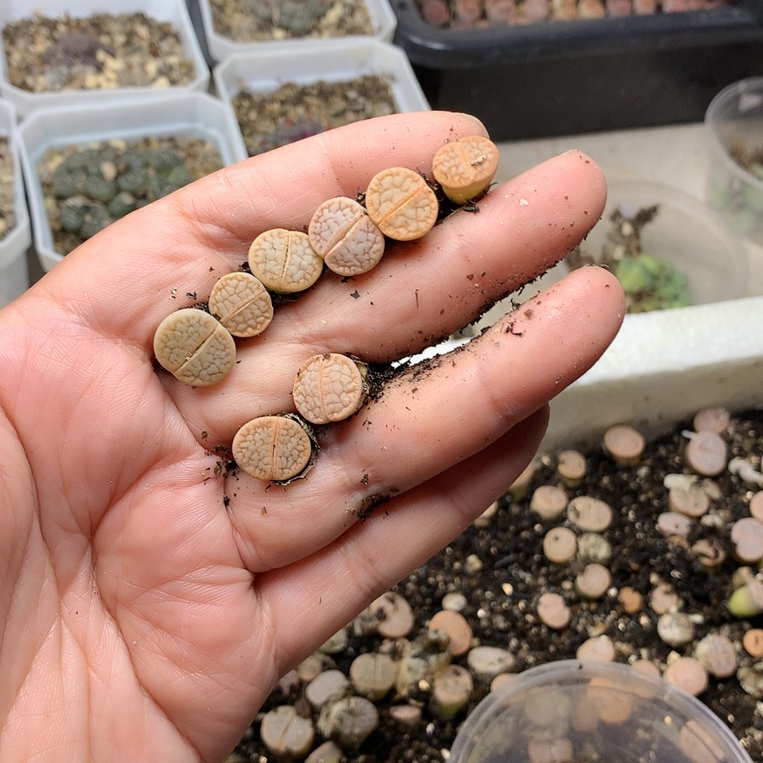 柠**小P31多肉植物保护