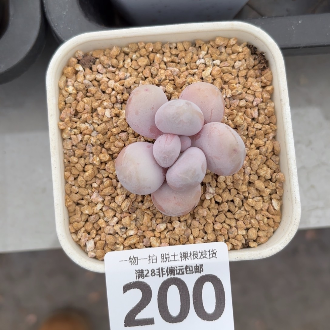 奶酪单头无盆土发货