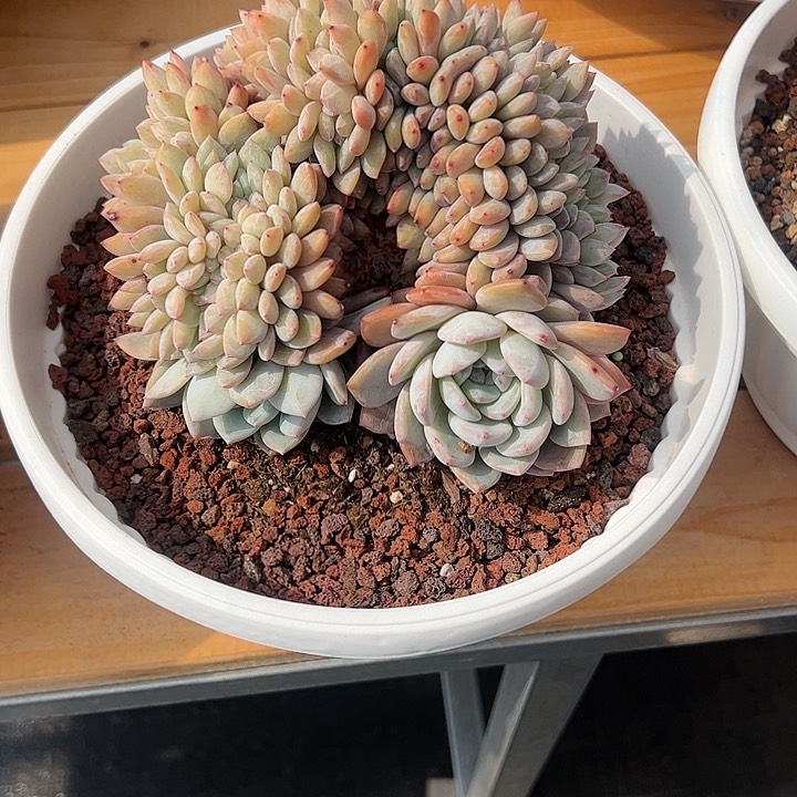 【闪购商品】?***萌星影树缀