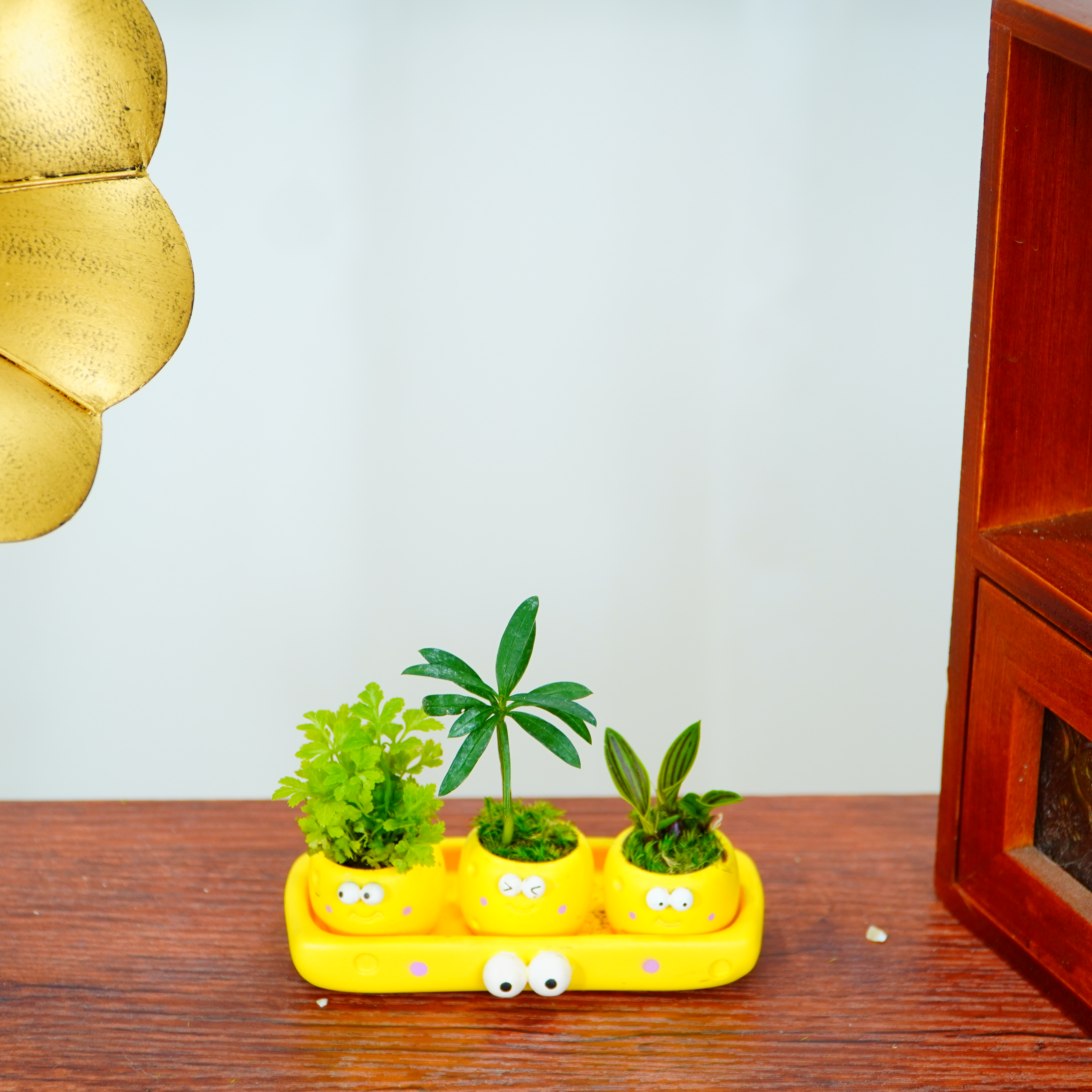【上班解闷~创意搭子】小奶酪桌面绿植盆栽组合