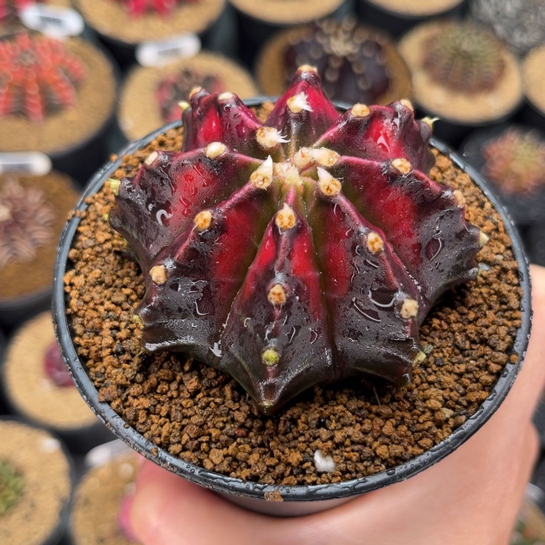 实生 米哈仙人球