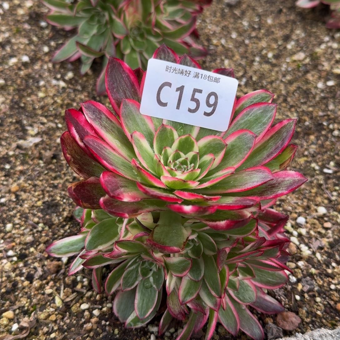 159倾城多肉植物
