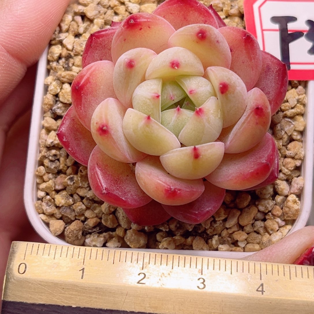 F351一物一拍 花箩