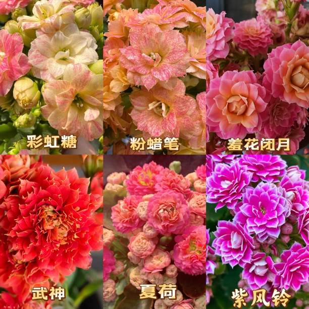 长寿花6个品种六个色包对版包对色