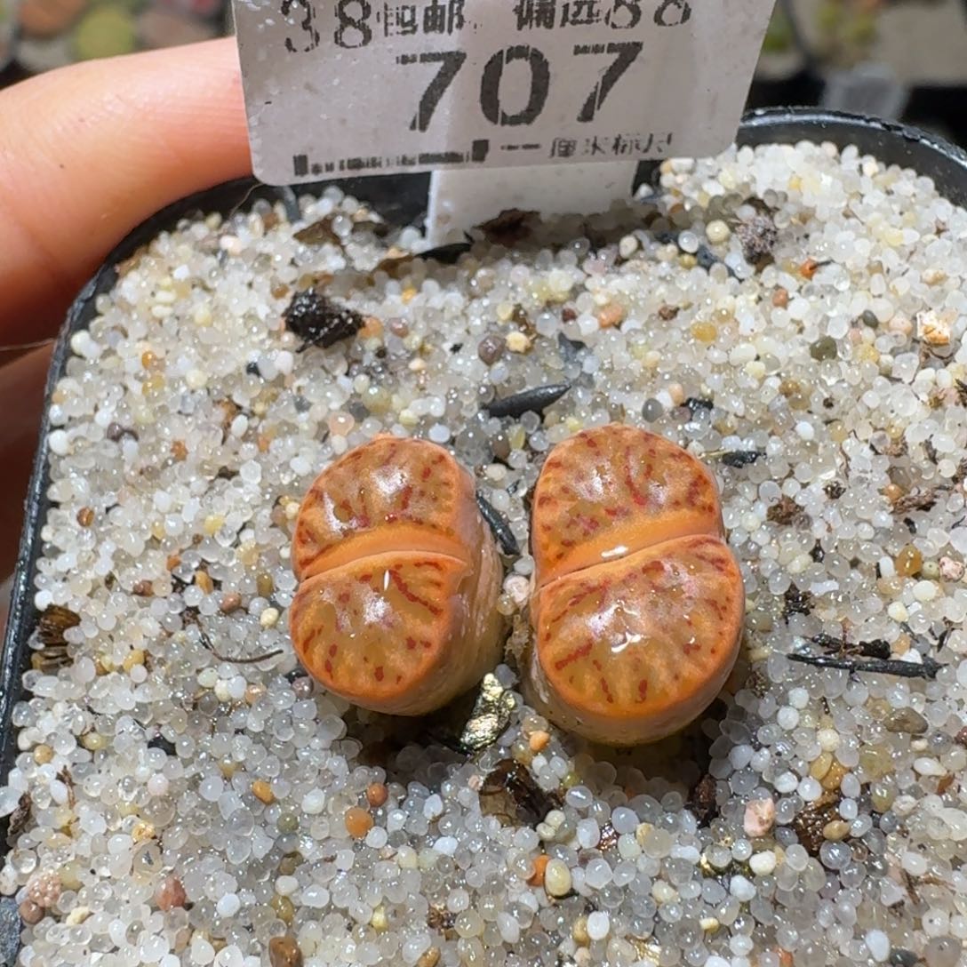 Sss清货了全便宜了707