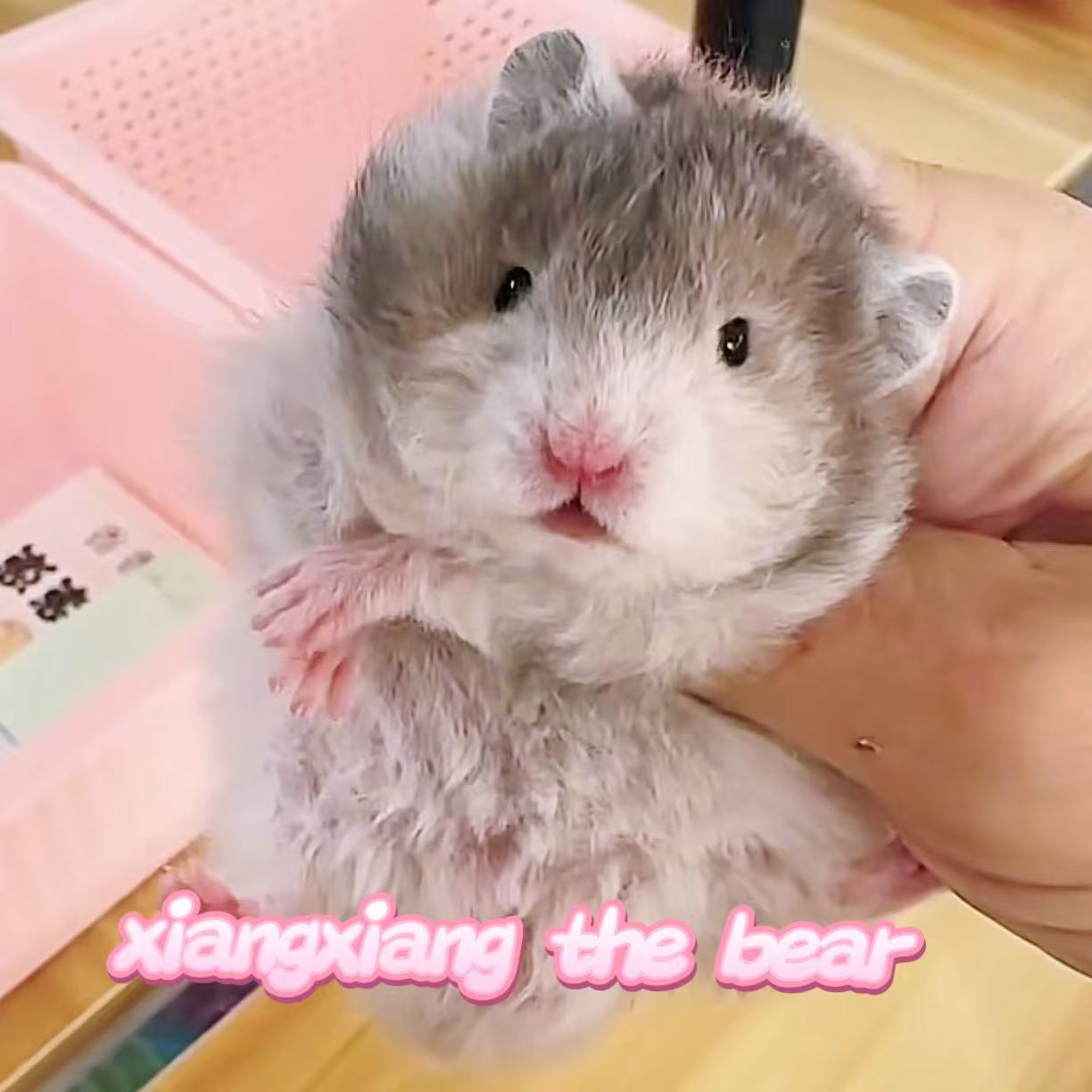 家养精品活体金丝熊波利直毛卷毛眼线玳瑁藤盒运输