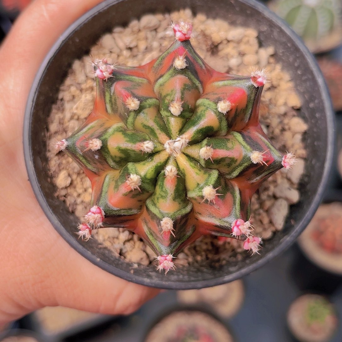 泰系米哈仙人球15号